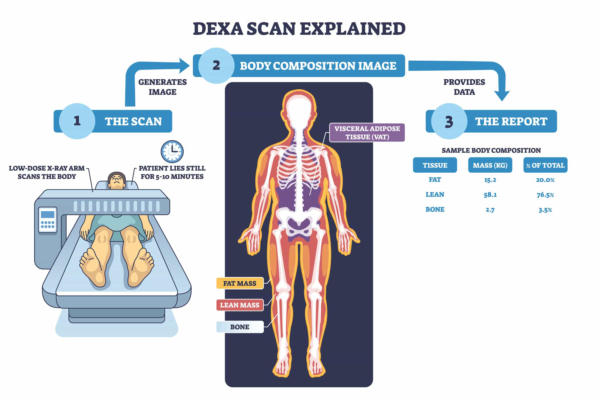 DEXA Body Composition